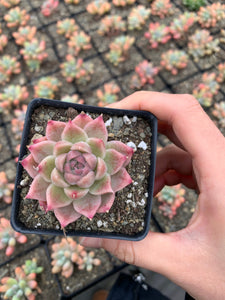 Echeveria Elegans sp. "maigan" Queen (mini succulent) - April Farm/Rare Succulents