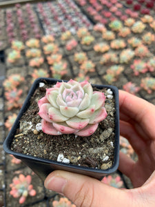 Echeveria Elegans sp. "maigan" Queen (mini succulent) - April Farm/Rare Succulents