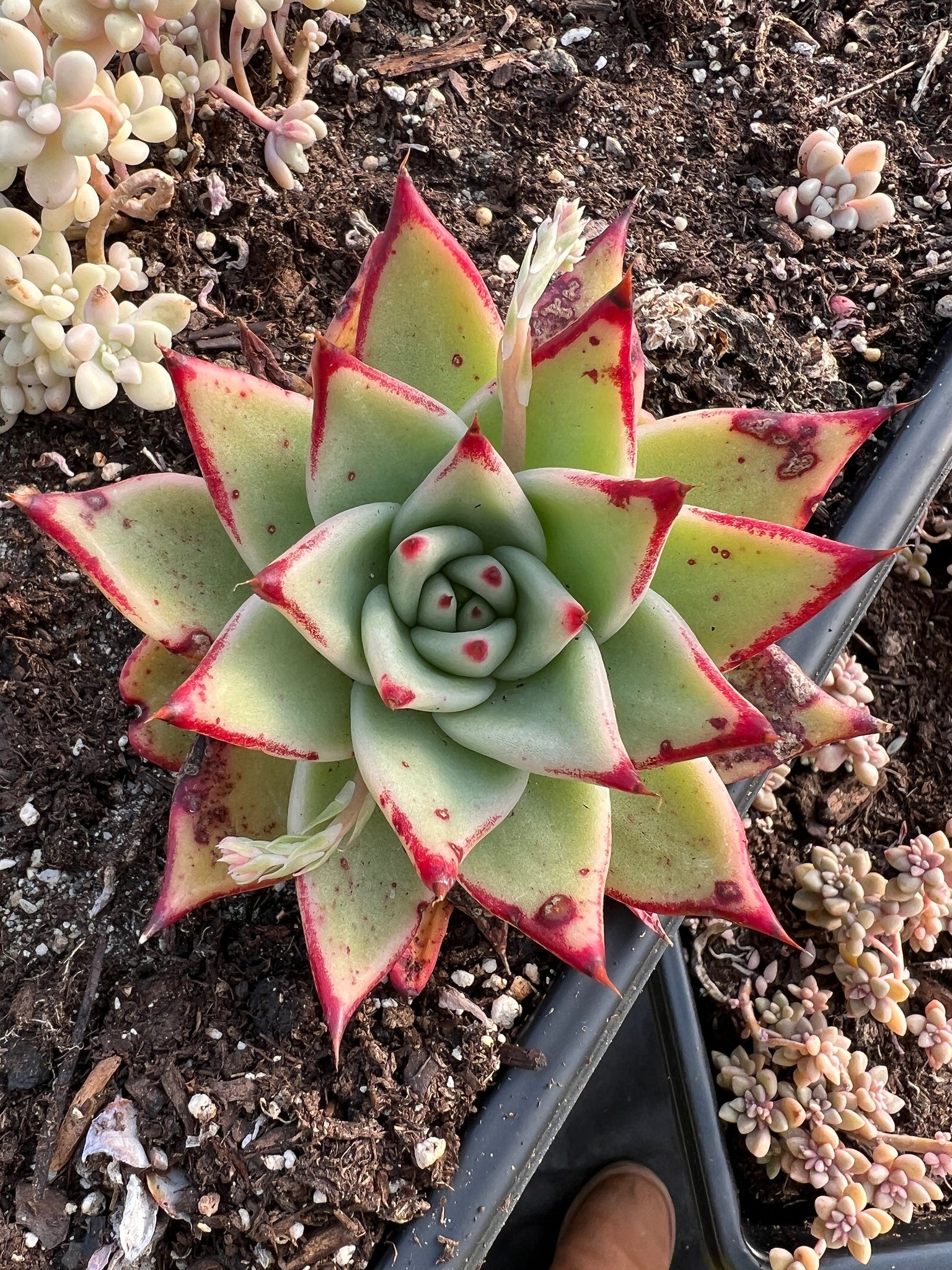 succulent agavoides Echeveria Agavoides large Ebony