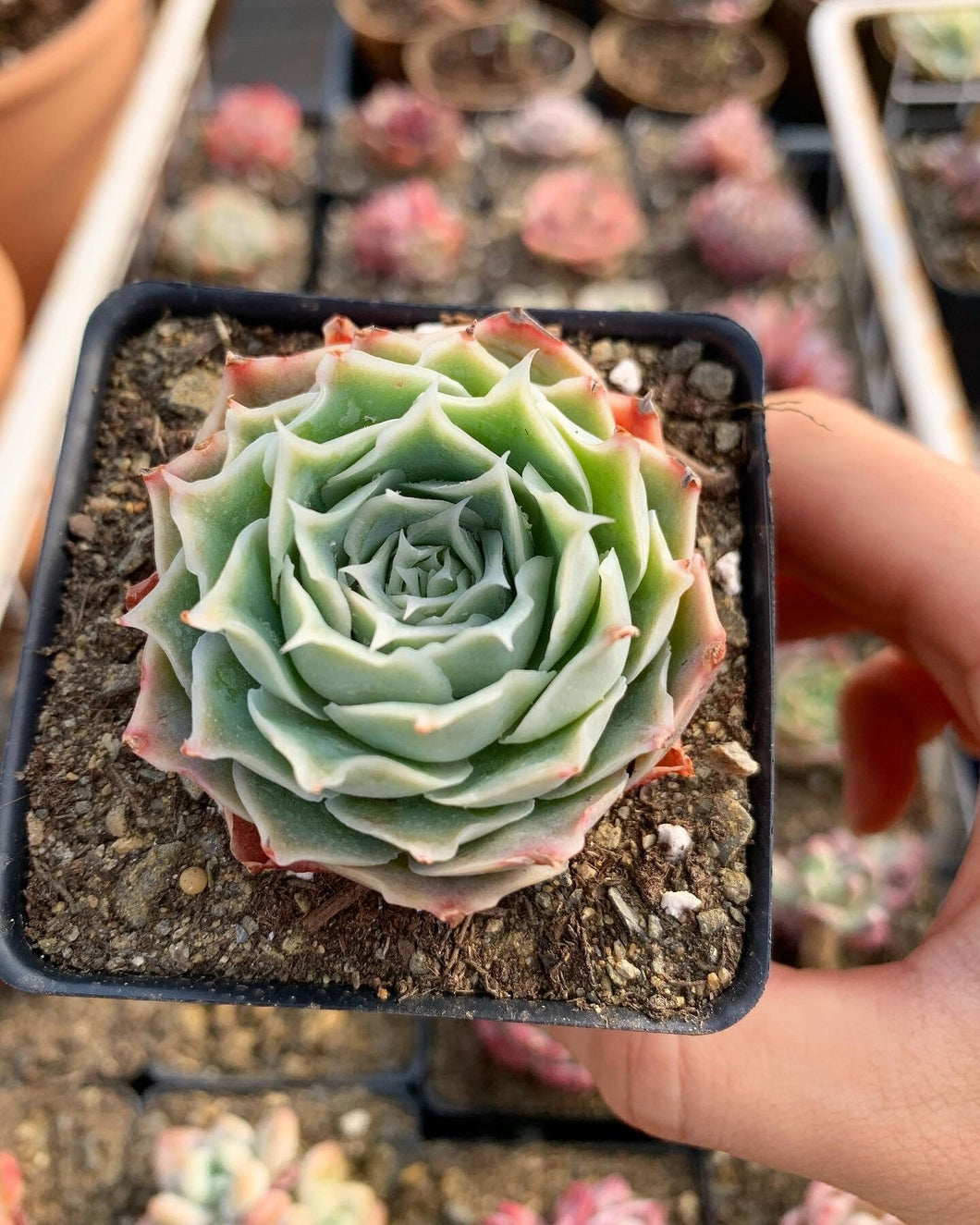 chinese cabbage succulent Echeveria Elegans sp. 'Gilo'