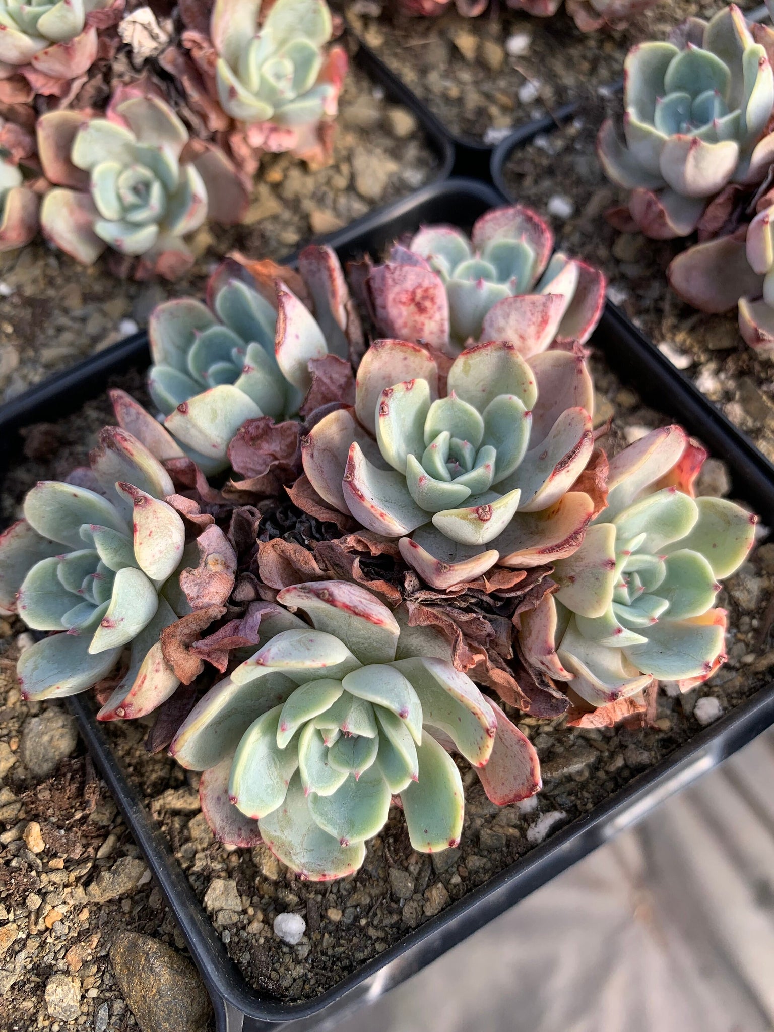 feathery succulent Echeveria Kaltose "Feather"