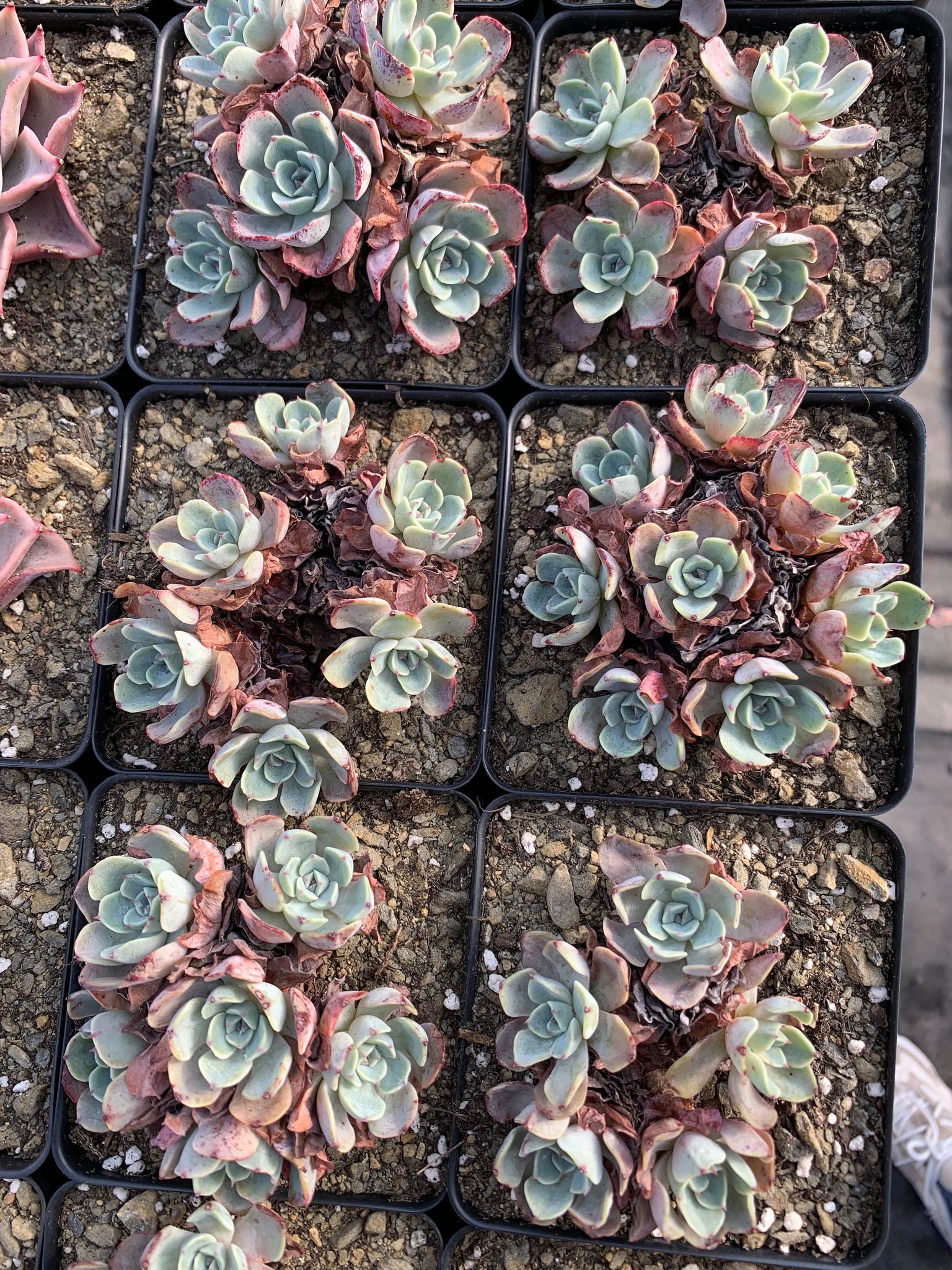 feathery succulent Echeveria Kaltose "Feather"