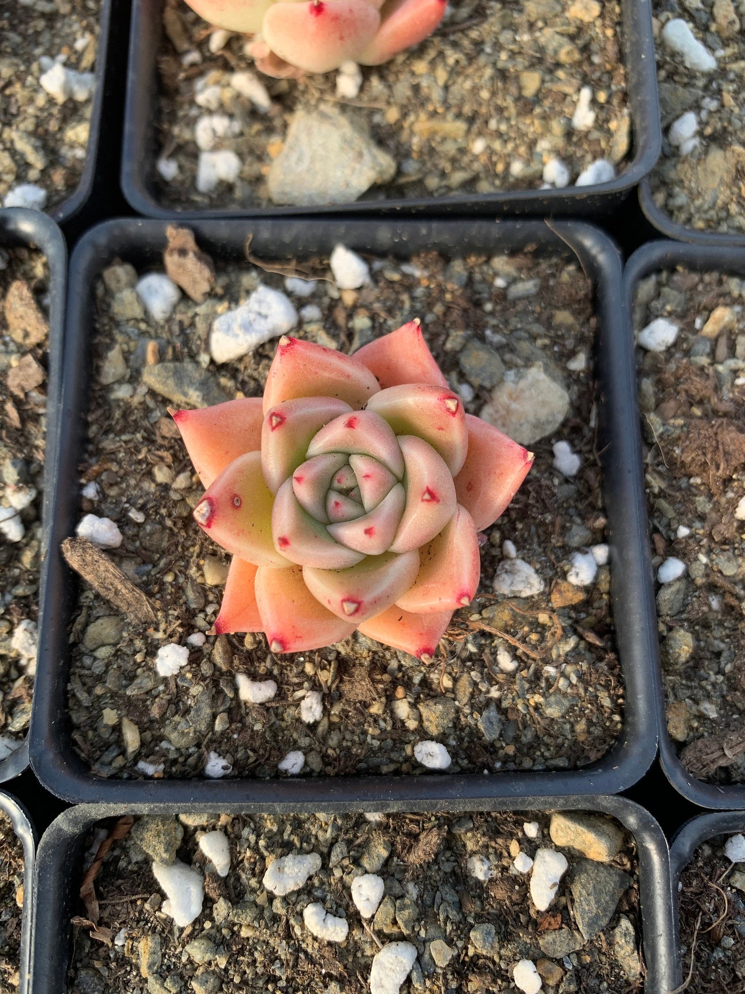 single succulent plants Echeveria Quartz (mini succulent single head)