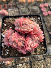 Load image into Gallery viewer, Echeveria Gila Berry crested(green in summer) - April Farm/Rare Succulents
