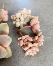 Load image into Gallery viewer, Graptopetalum Mirinae small cluster cutting (4-5 heads) - April Farm/Rare Succulents