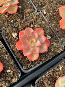 Echeveria Red Noble - April Farm/Rare Succulents