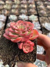 Load image into Gallery viewer, Echeveria Red Noble - April Farm/Rare Succulents
