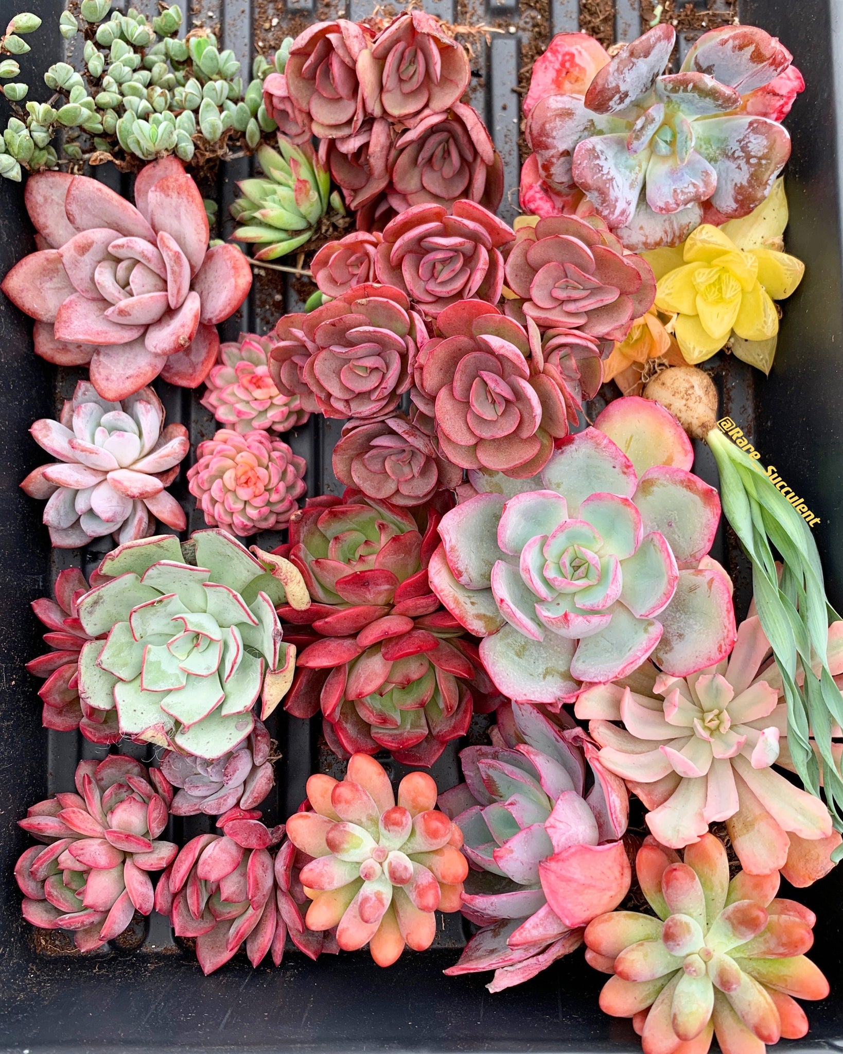 succulent mystery box Mystery box