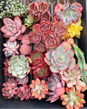 Load image into Gallery viewer, Mystery box - April Farm/Rare Succulents