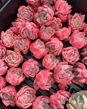 Load image into Gallery viewer, Echeveria Elegans Japanese Ice berry(green in summer) - April Farm/Rare Succulents