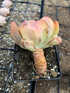 Echeveria Sunset Peony Variegated - April Farm/Rare Succulents