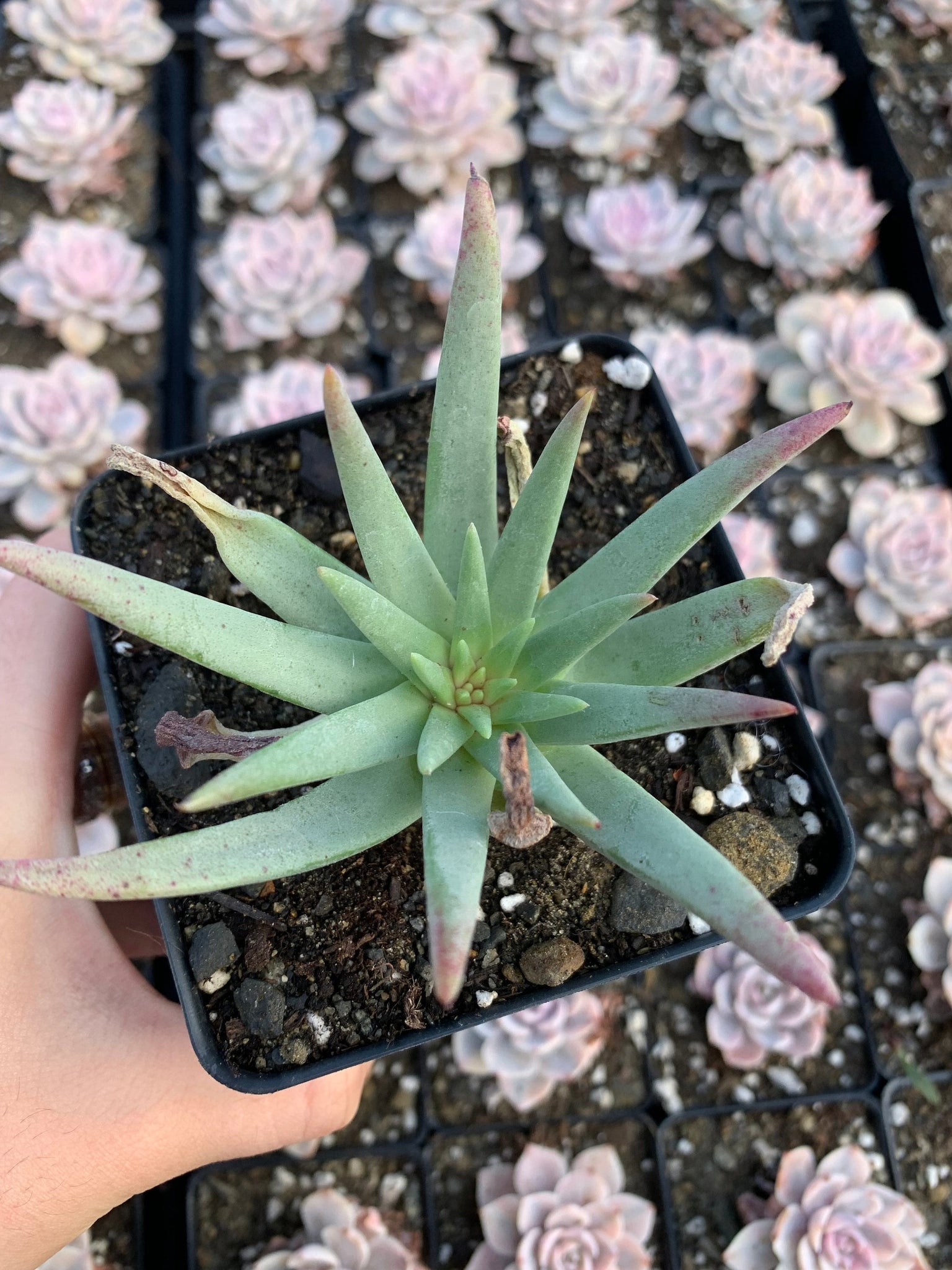 dudleya succulent rare Dudleya cultrata