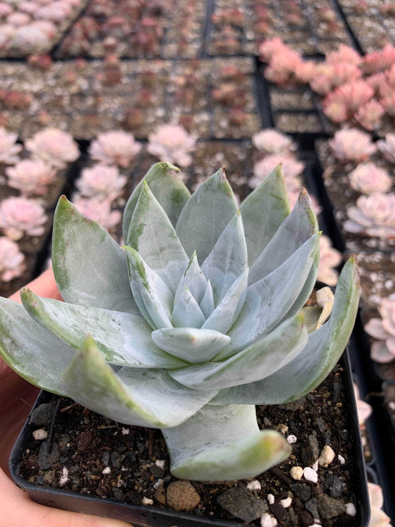 dudleya succulent rare Dudleya brittonii