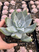 Load image into Gallery viewer, Dudleya brittonii - April Farm/Rare Succulents