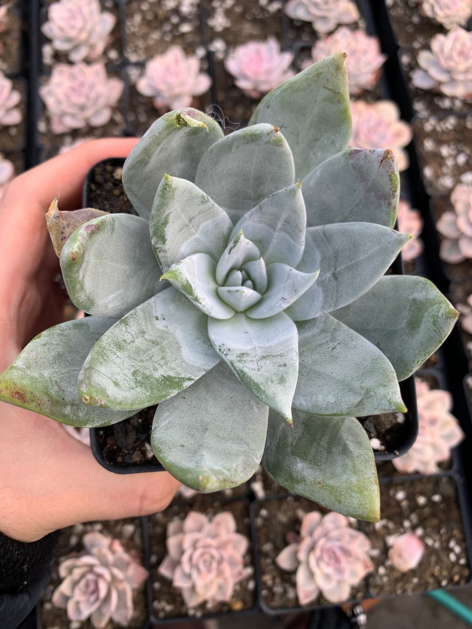 dudleya succulent rare Dudleya brittonii