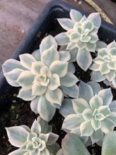 Load image into Gallery viewer, Echeveria Subsessilis variegated - April Farm/Rare Succulents