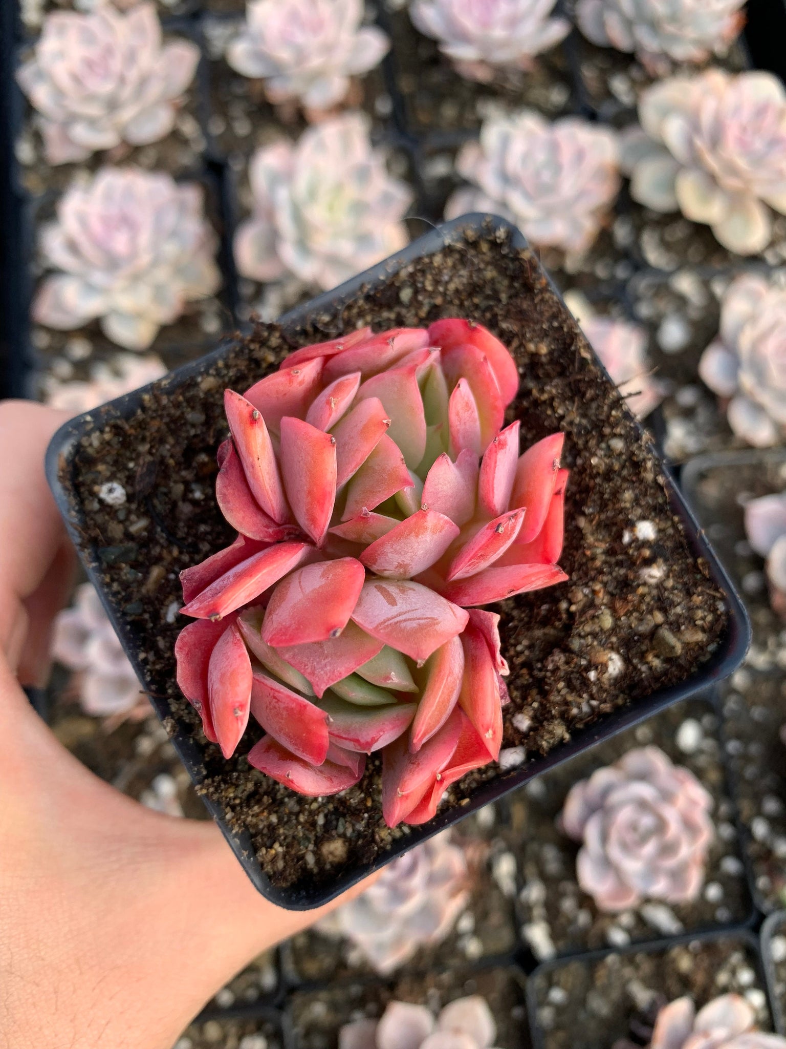 rare succulents california Echeveria Luella