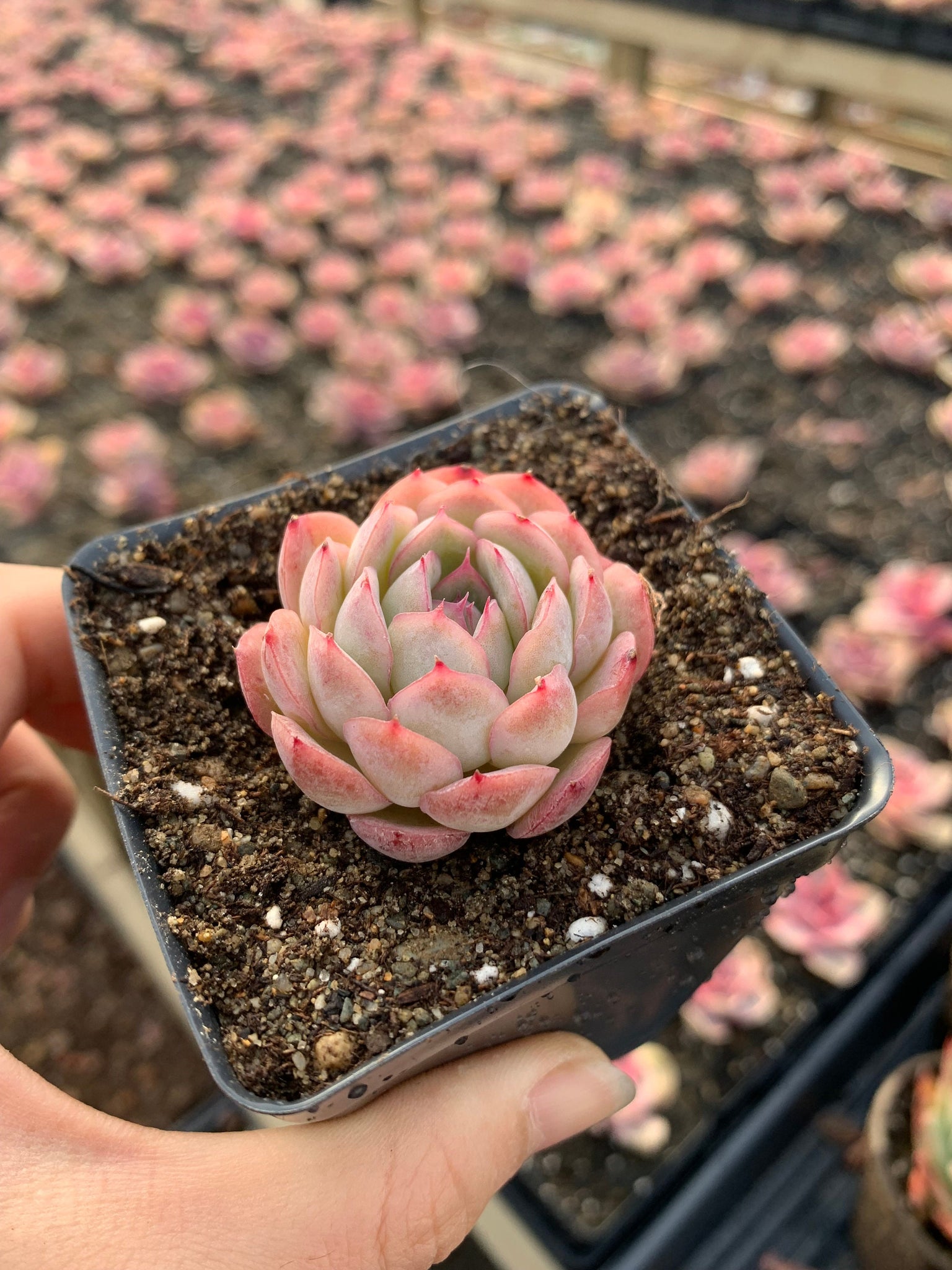 strawberry ice succulents Echeveria Strawberry ice(mini succulent)