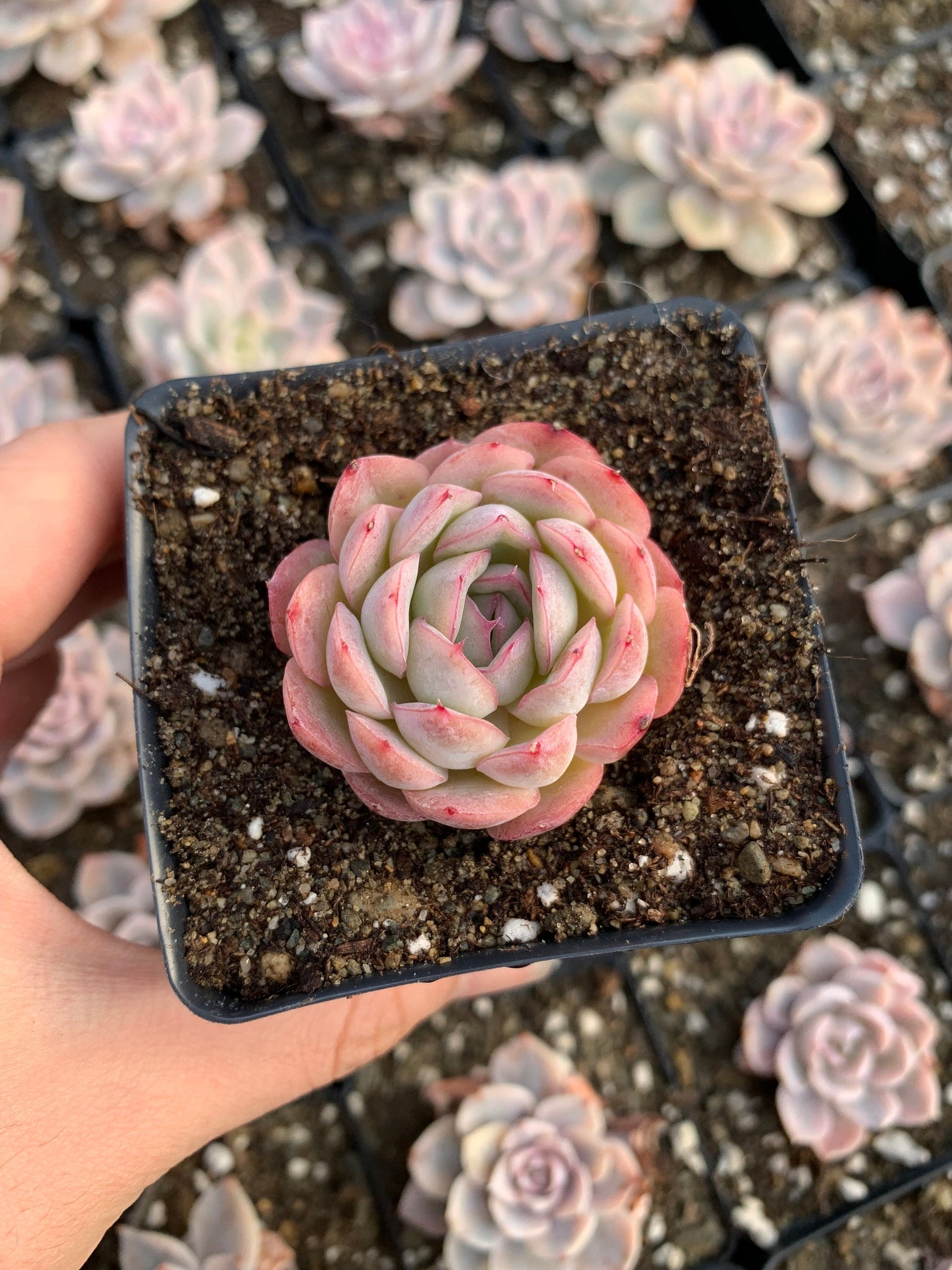 strawberry succulent Echeveria Strawberry ice(mini succulent)