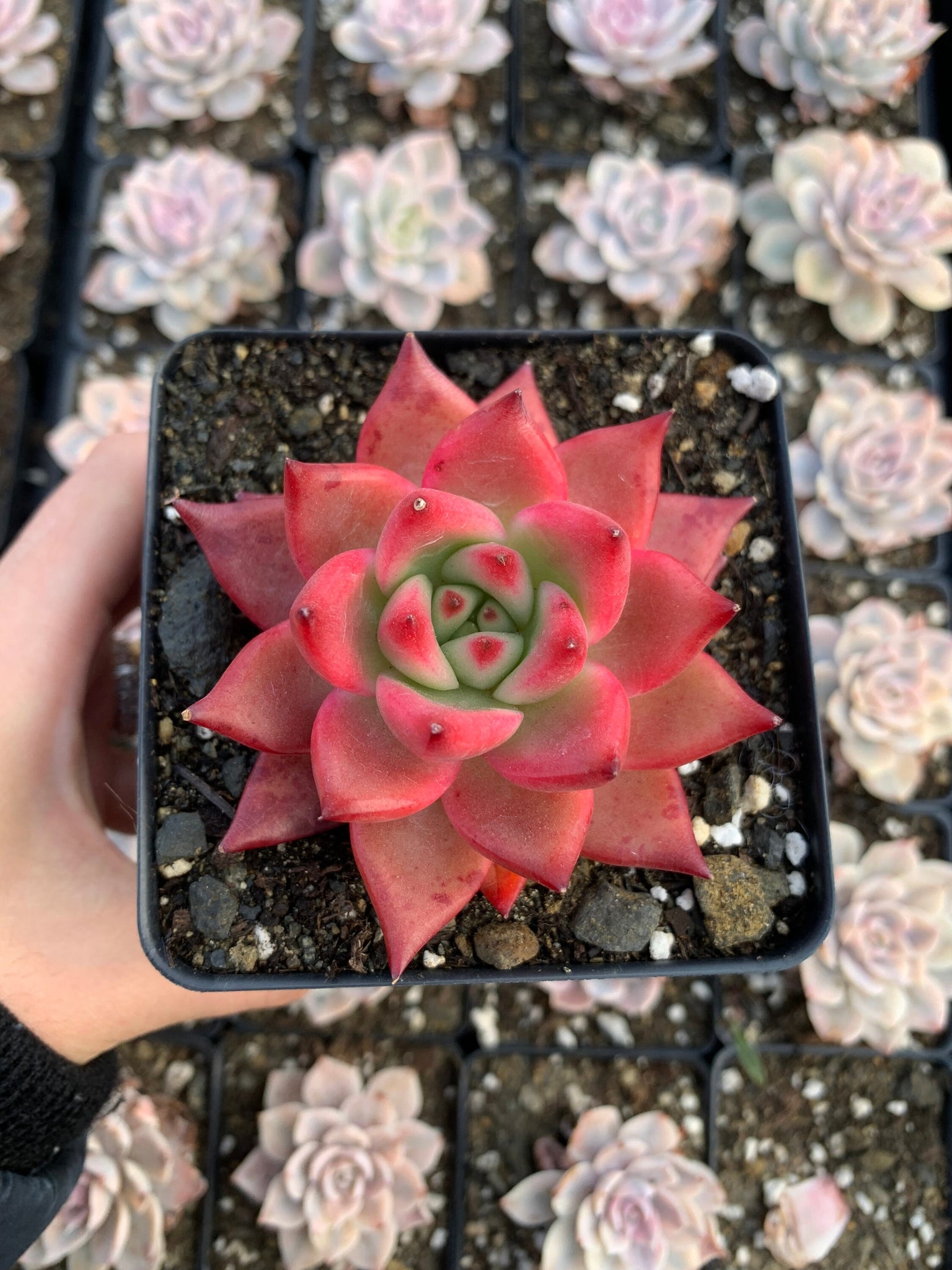 frank reinelt succulent Echeveria agavoides 'Frank Reinelt'