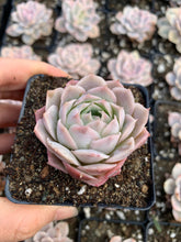 Load image into Gallery viewer, Echeveria Silent Moon - April Farm/Rare Succulents
