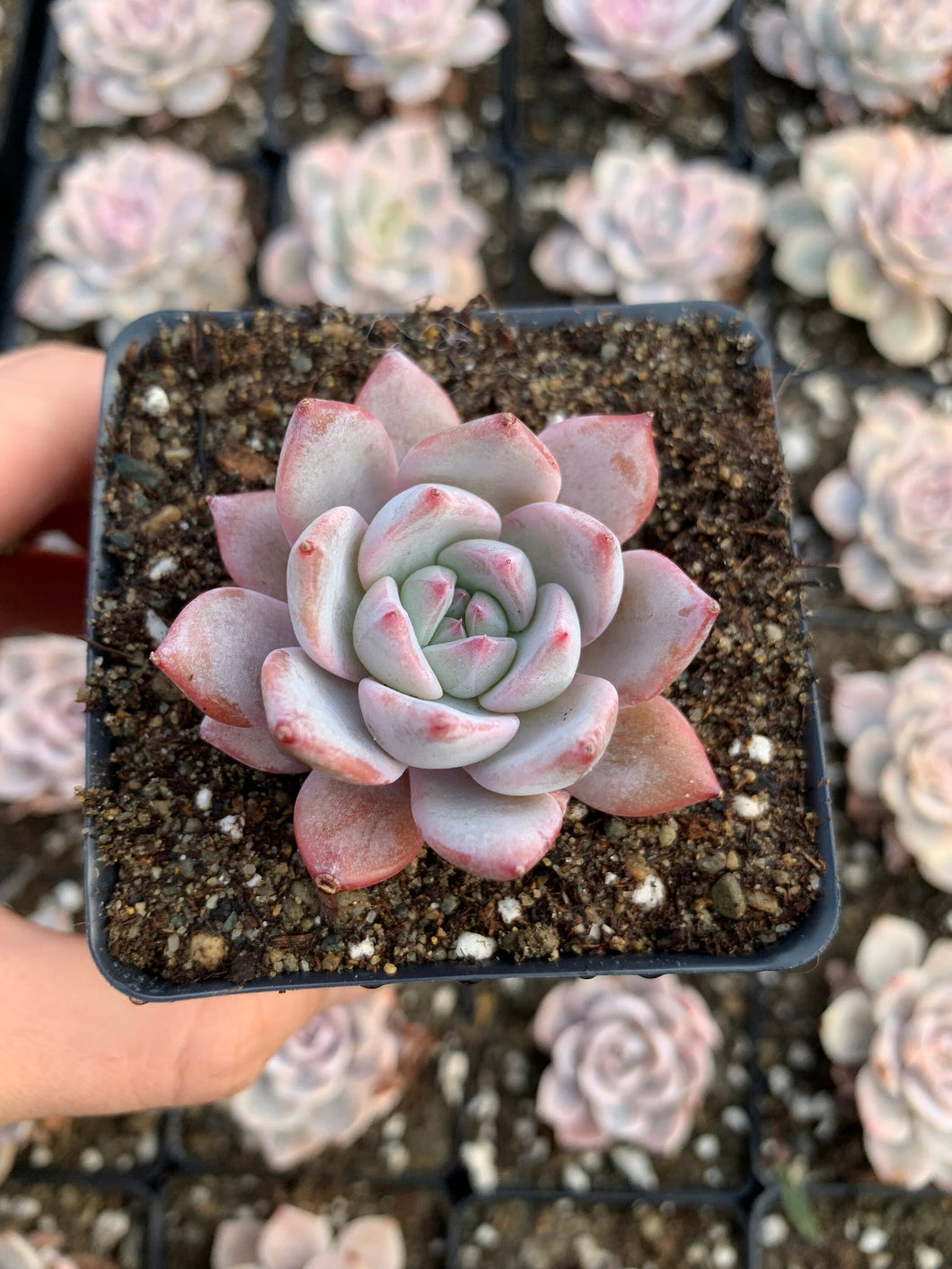 blue and pink succulent Echeveria Blue bird