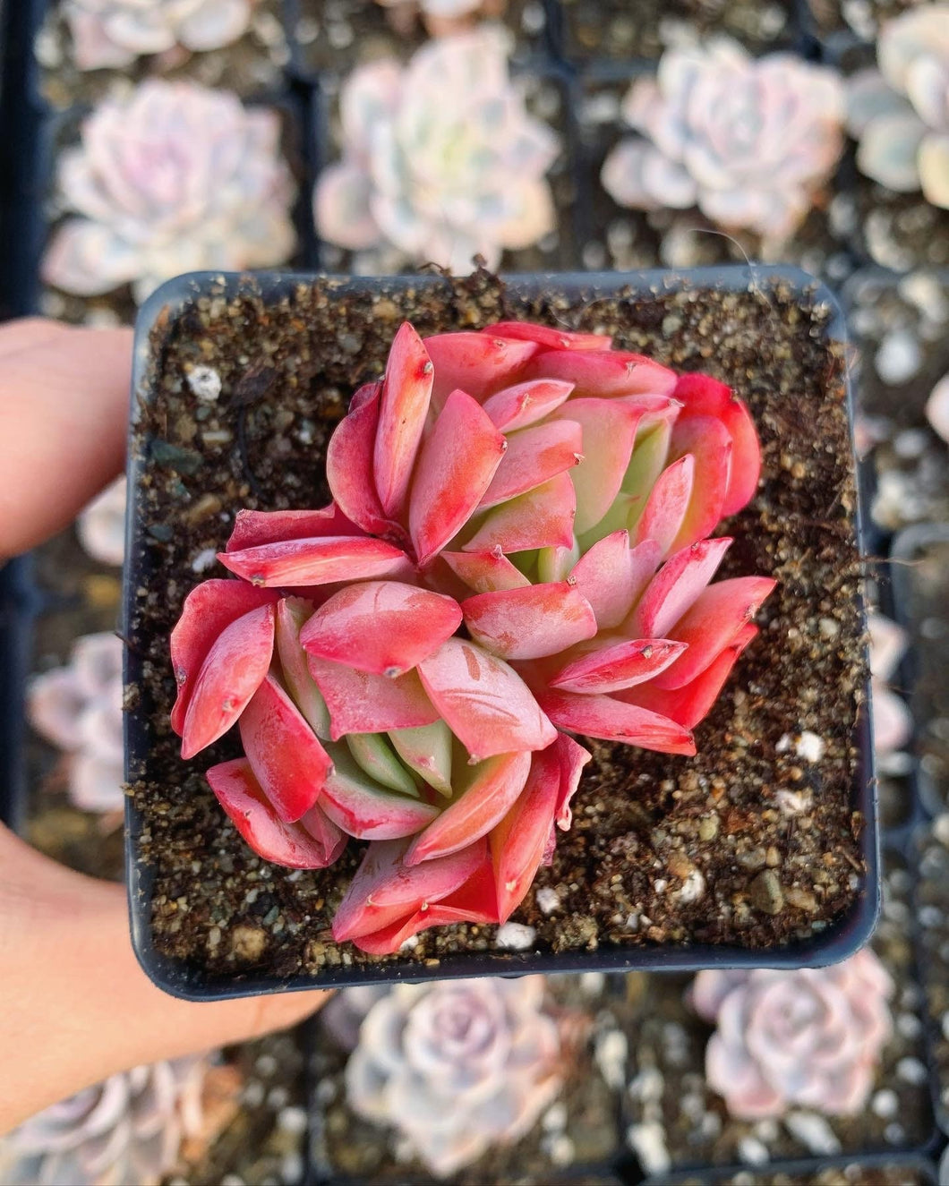 april farm succulents Echeveria Luella