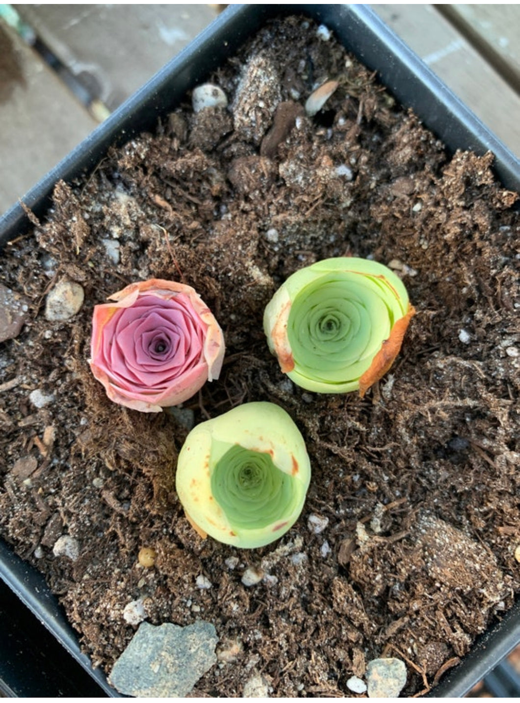 Pink and Green Greenovia Mountain Rose combo (pink in summer) - April Farm/Rare Succulents