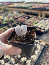 Load image into Gallery viewer, Dintheranthus inexpectatu - April Farm/Rare Succulents