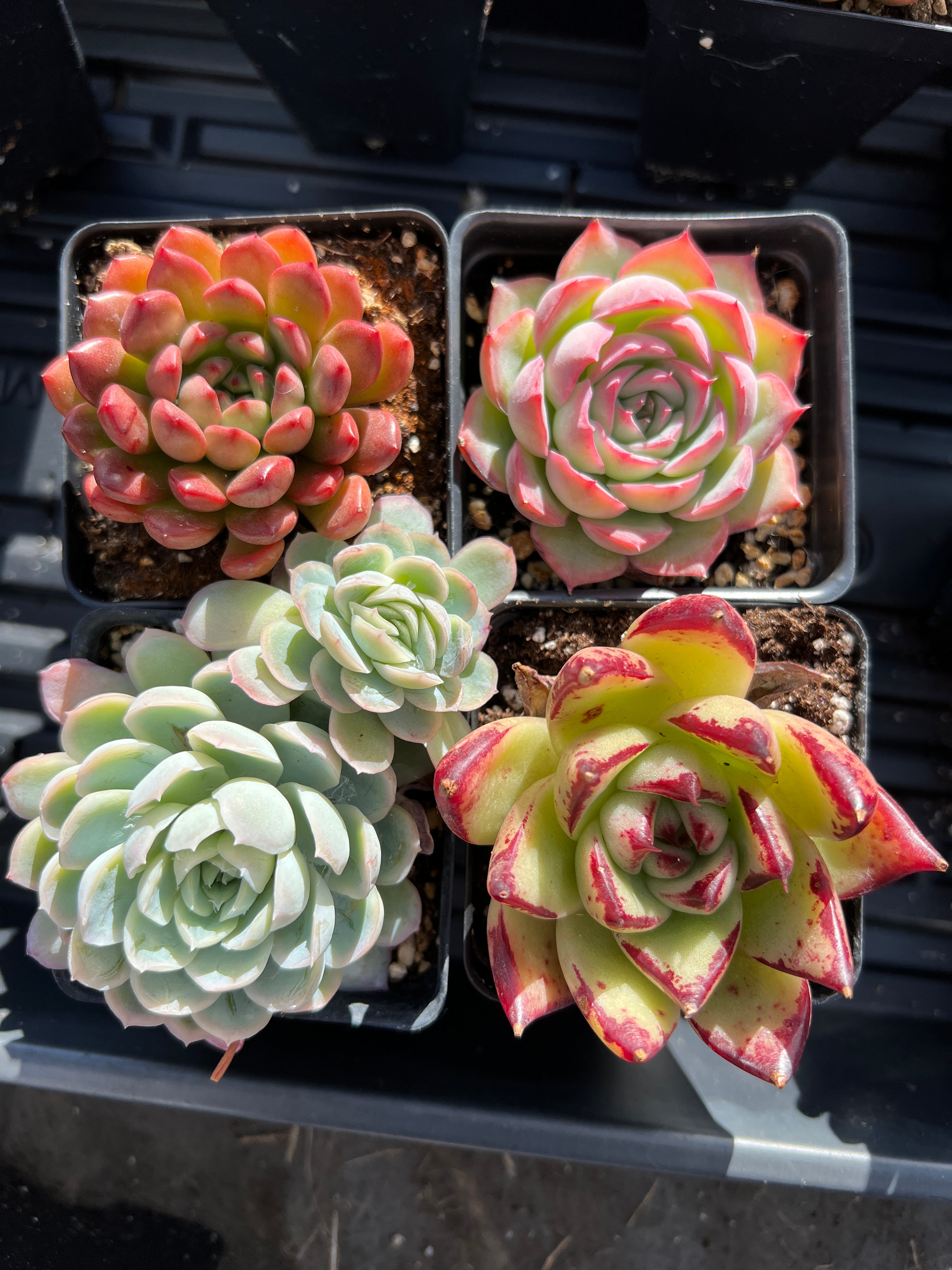 Succulents Subscription Box – April Farm