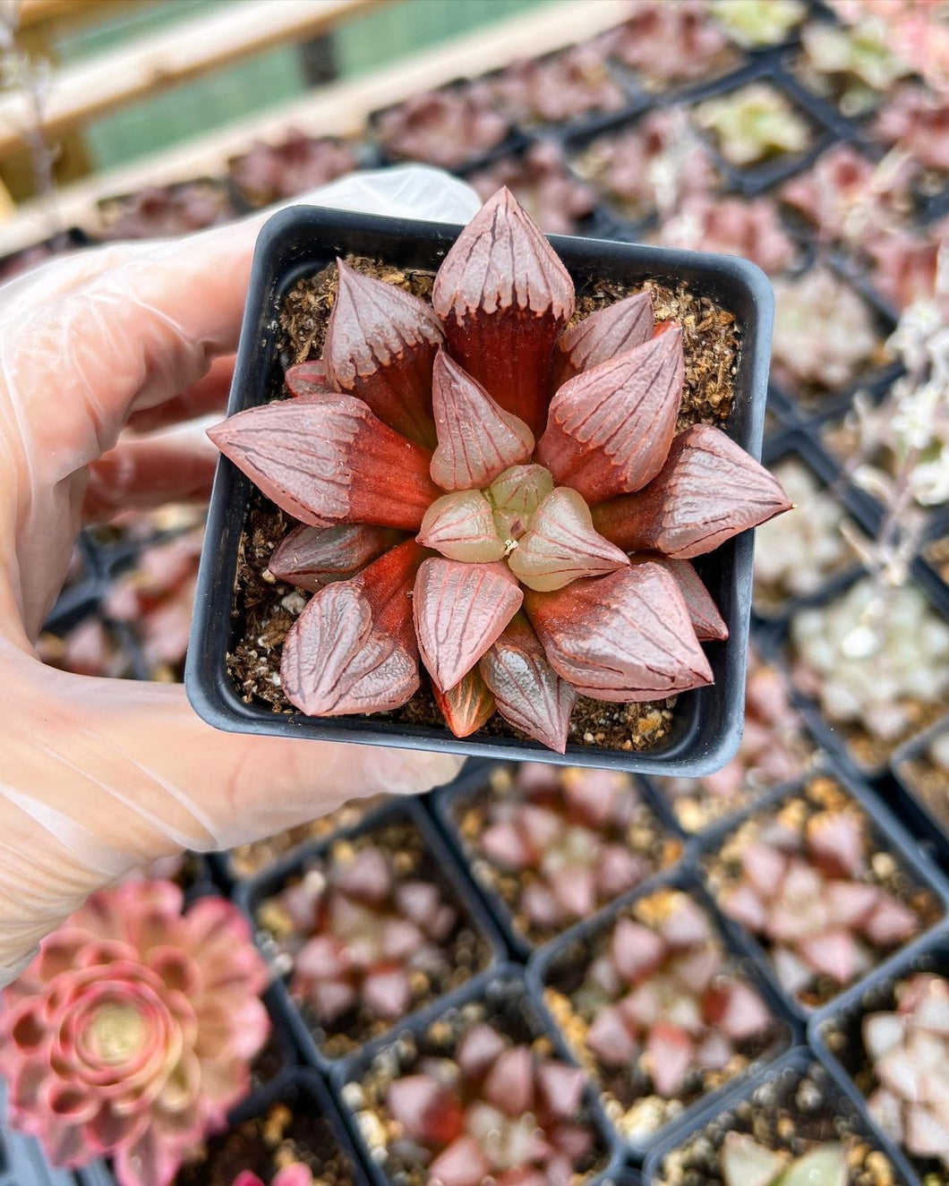 watermelon plant succulent Haworthia Atrofusca "Watermelon"