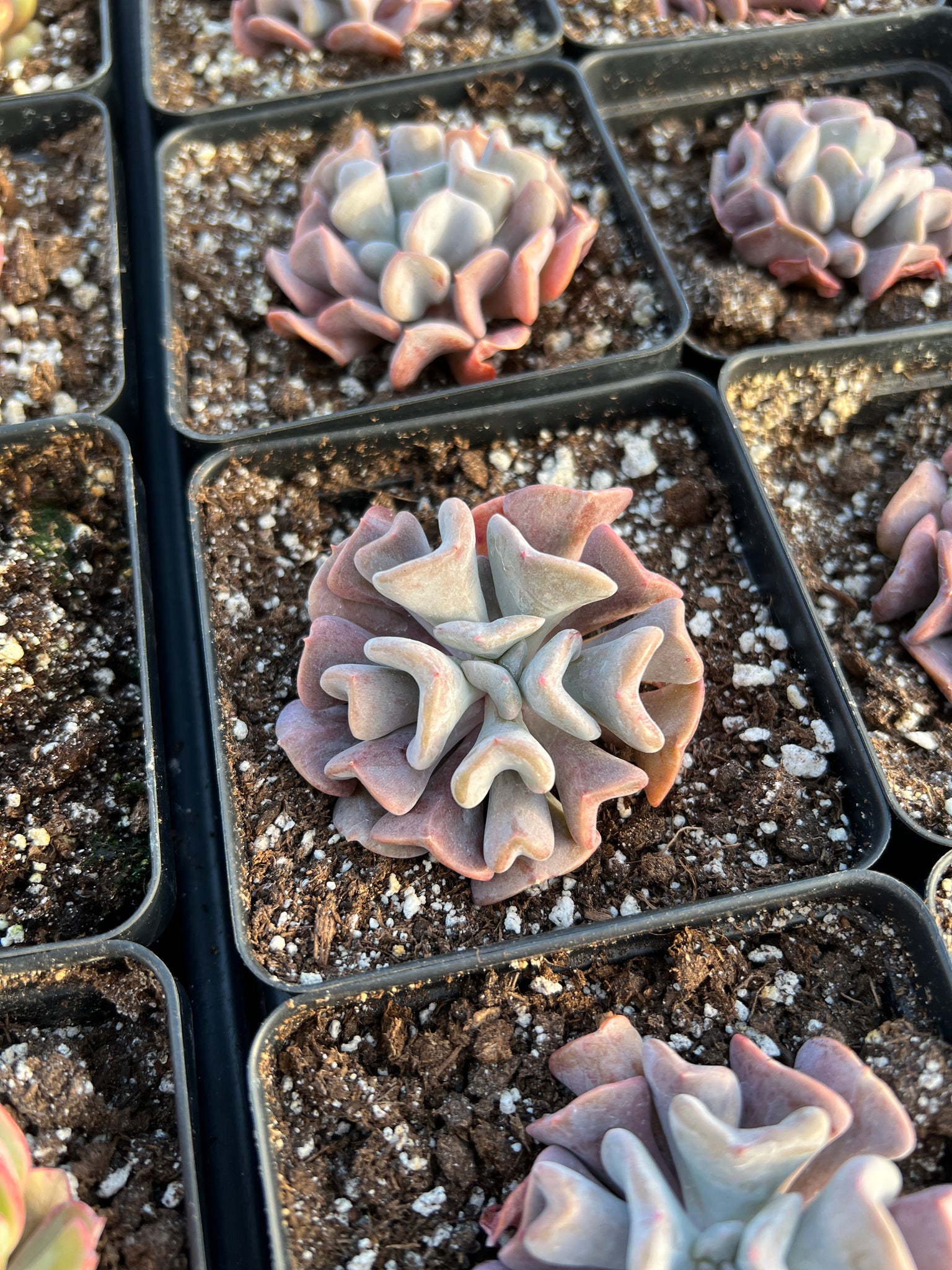 frost succulents Echeveria “Cubic Frost”