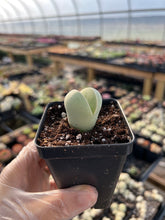 Load image into Gallery viewer, Dintheranthus inexpectatu - April Farm/Rare Succulents