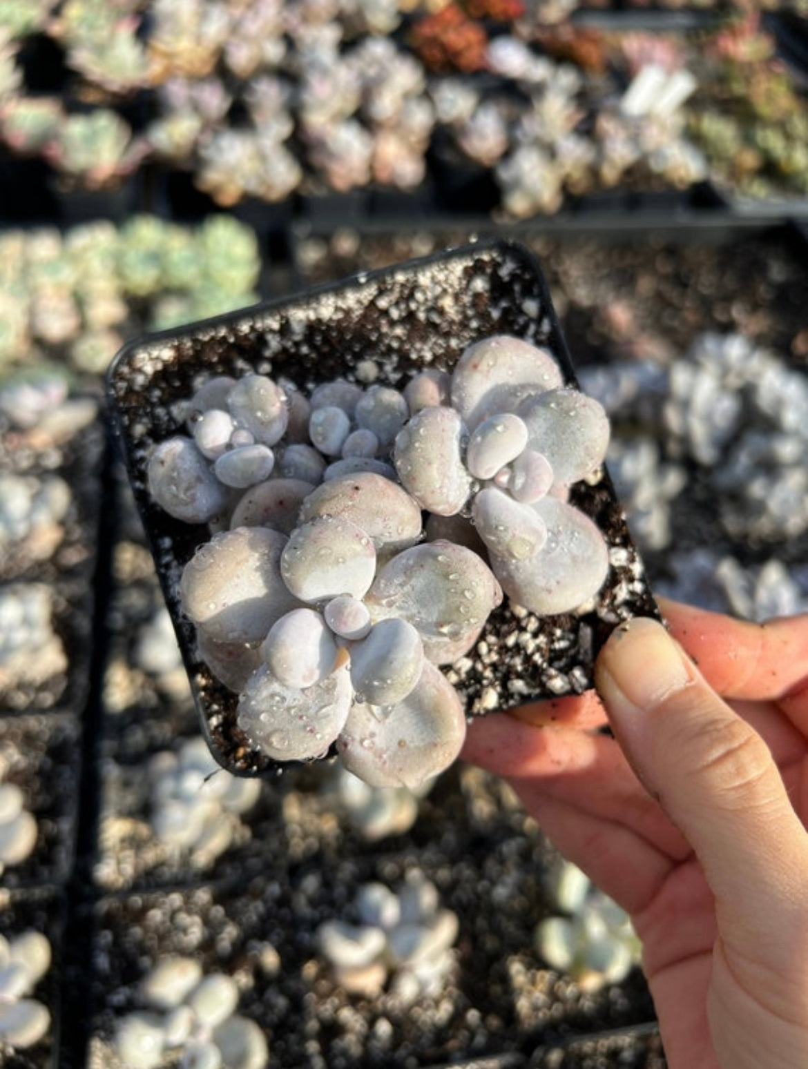 cream stone succulent Graptopetalum Cream Stone
