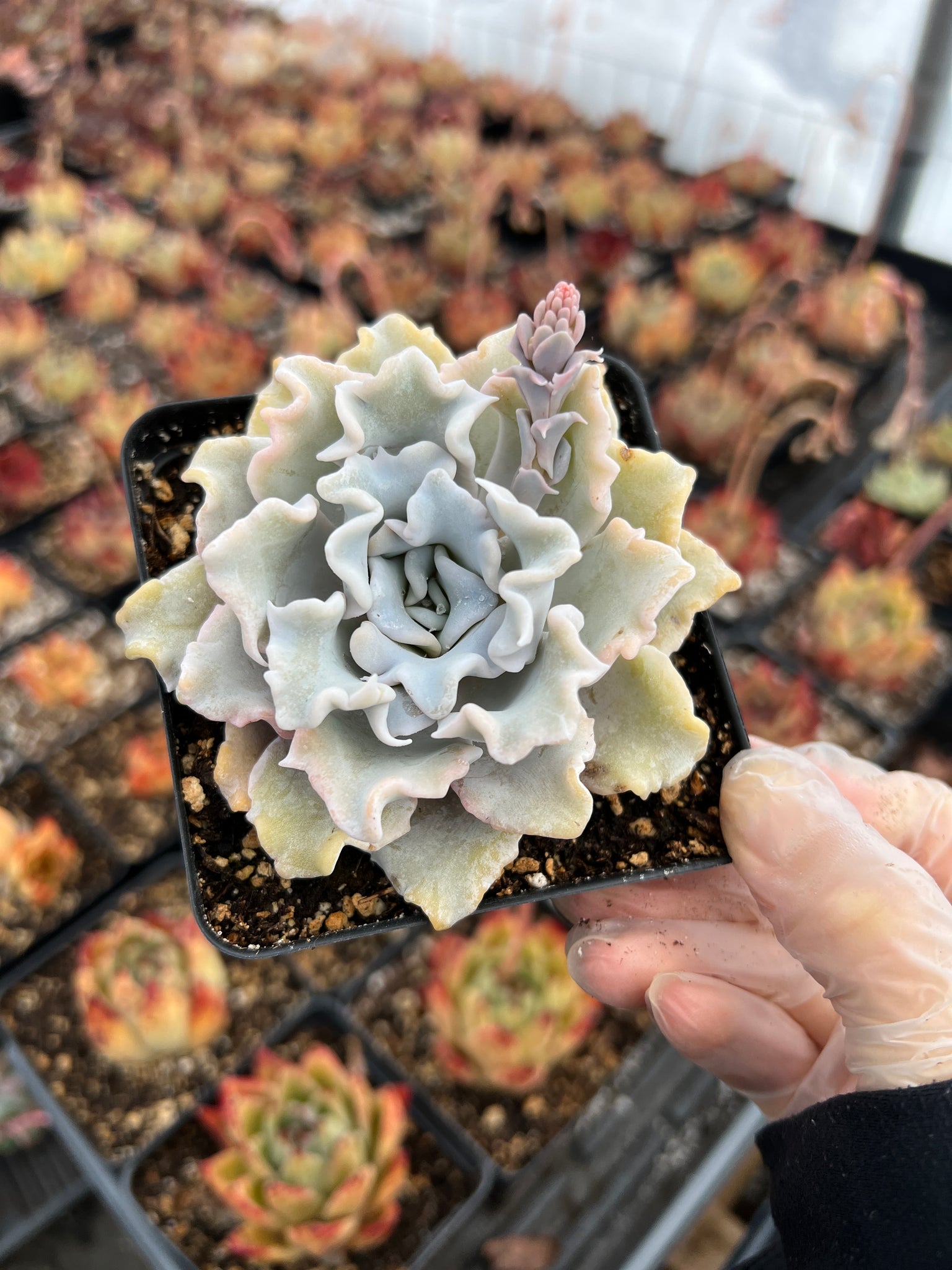 succulent beauty Echeveria 'Crispate Beauty'